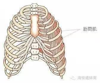 横膈膜与肋间肌在呼吸中承担了80%的工作,我们的横膈膜与肋骨会让胸腔