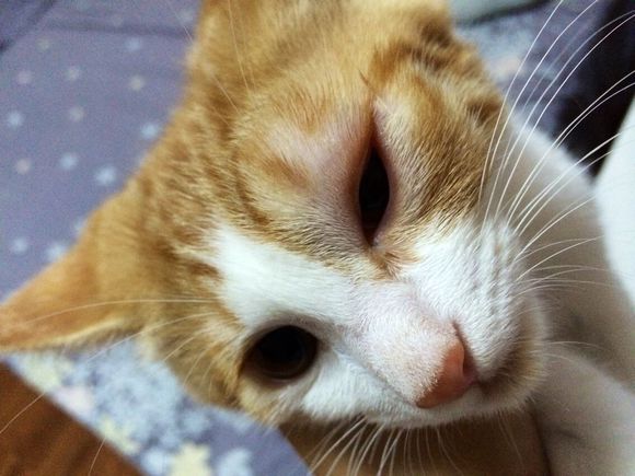 宠物趣闻猫咪结膜炎的原因有哪些