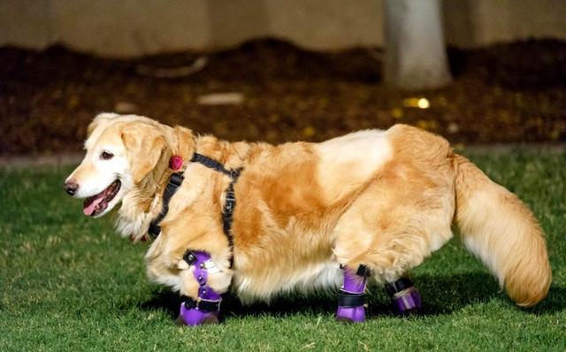 这条狗被发现时被砍断四条腿,治疗一年后重获新生