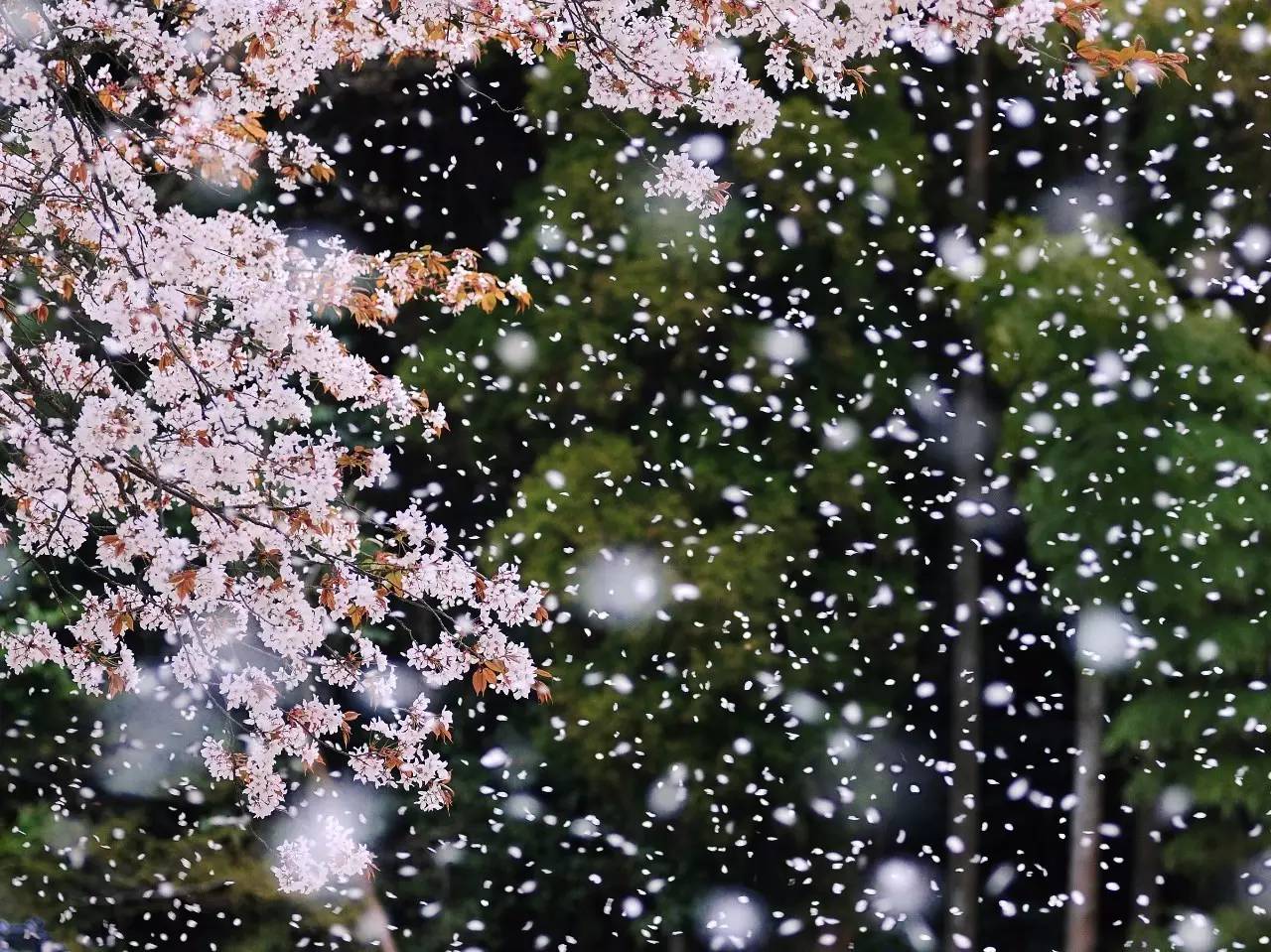 桜吹雪(さくらふぶき)樱花纷纷飘落,如下雪一般的景象