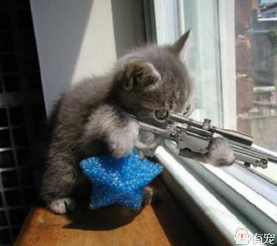 猫咪拿枪头像图片