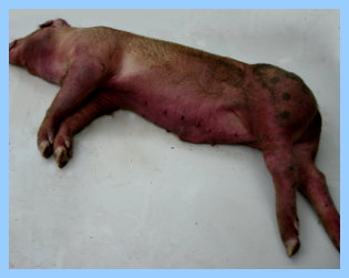 养猪人必须要知道的猪高热病的防控技术