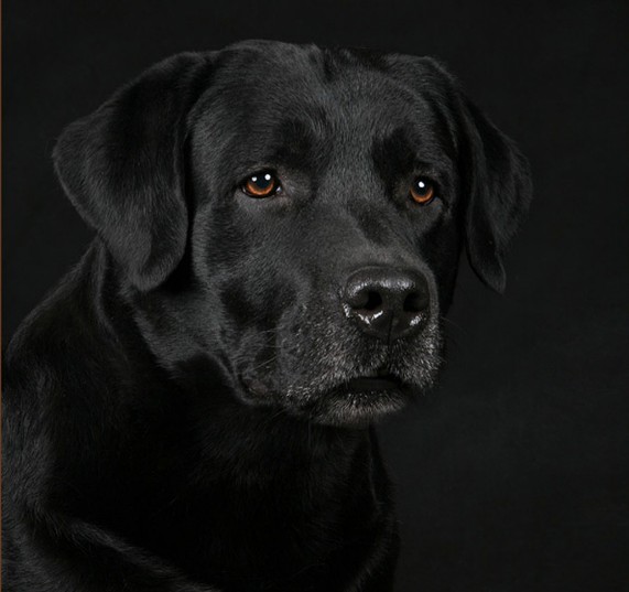大黑狗品种黑色图片