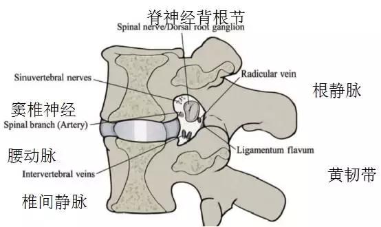 腰椎间孔的解剖椎间孔镜系列专题三
