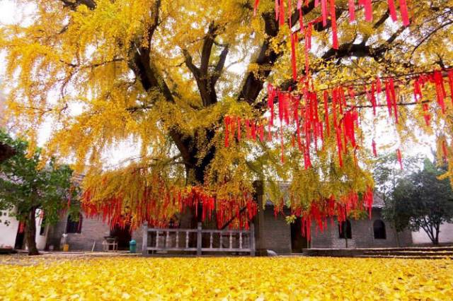 淮南·壽縣·報恩禪寺