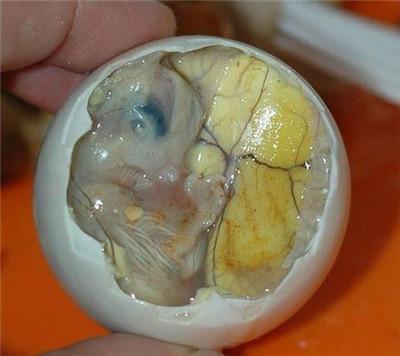 死胎蛋是什么样子图片