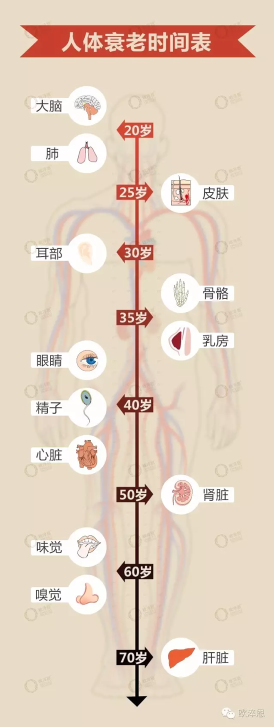 20岁就开始衰老?人体衰老的秘密竟然是