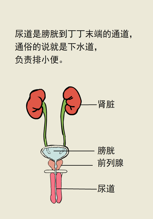 前列腺炎是怎么回事