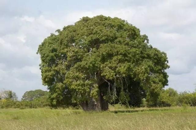 巴塔木树图片