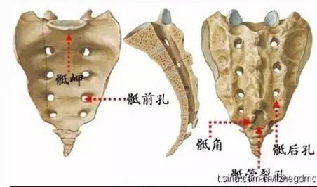 首先找到骶角,方法:从尾骨尖沿中线向头方向摸至2～6cm可触及一凹陷骶