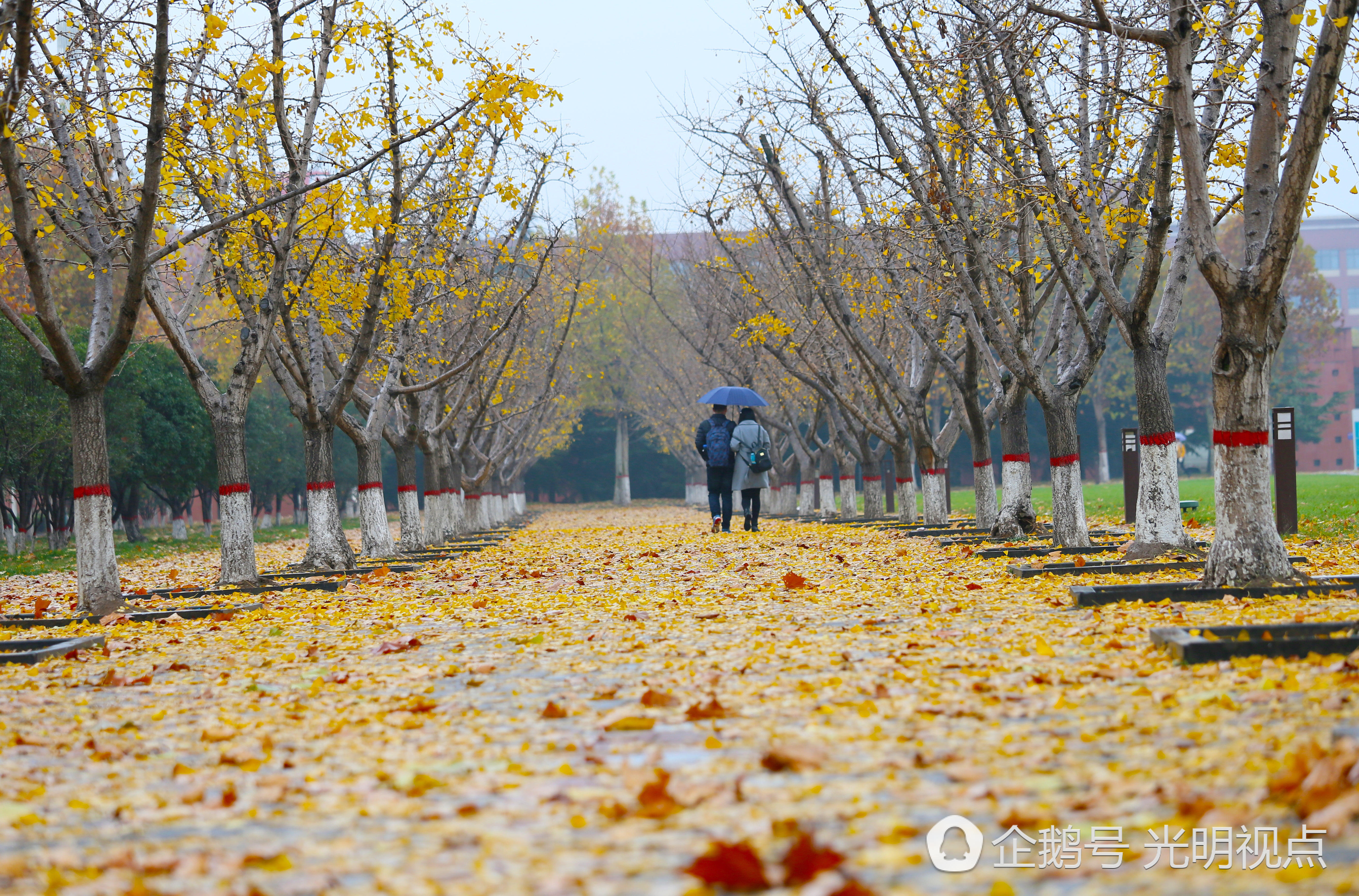 郑州大学校园内上百颗银杏树下落满黄叶,宛若黄金铺地,风景如画,为