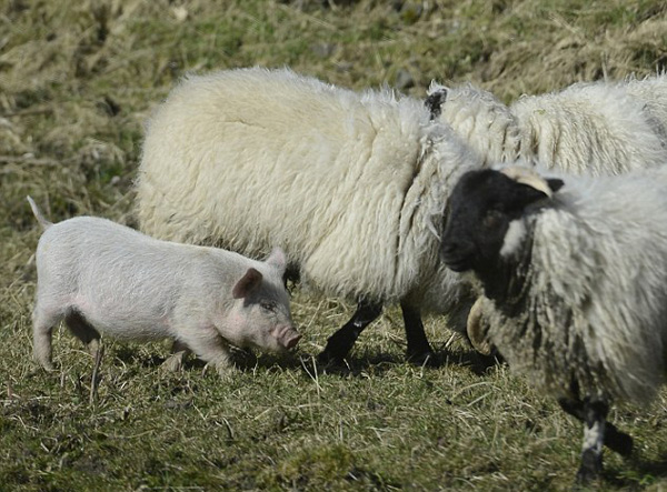 他们决定,下次用绵羊做诱饵将猪宝贝抓回家小猪和羊和谐相处