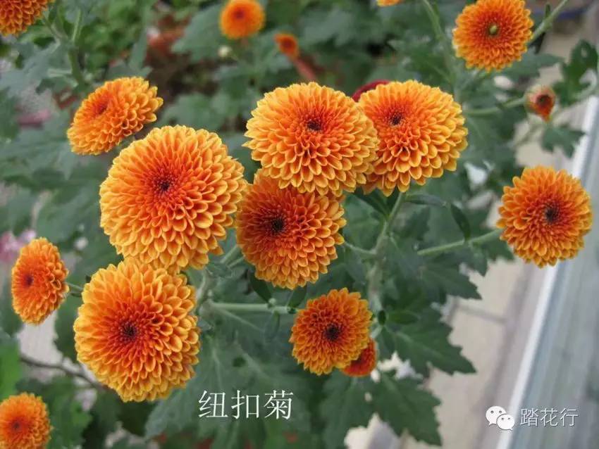 漂亮又好养的夏菊小米菊,品种一年更比一年多