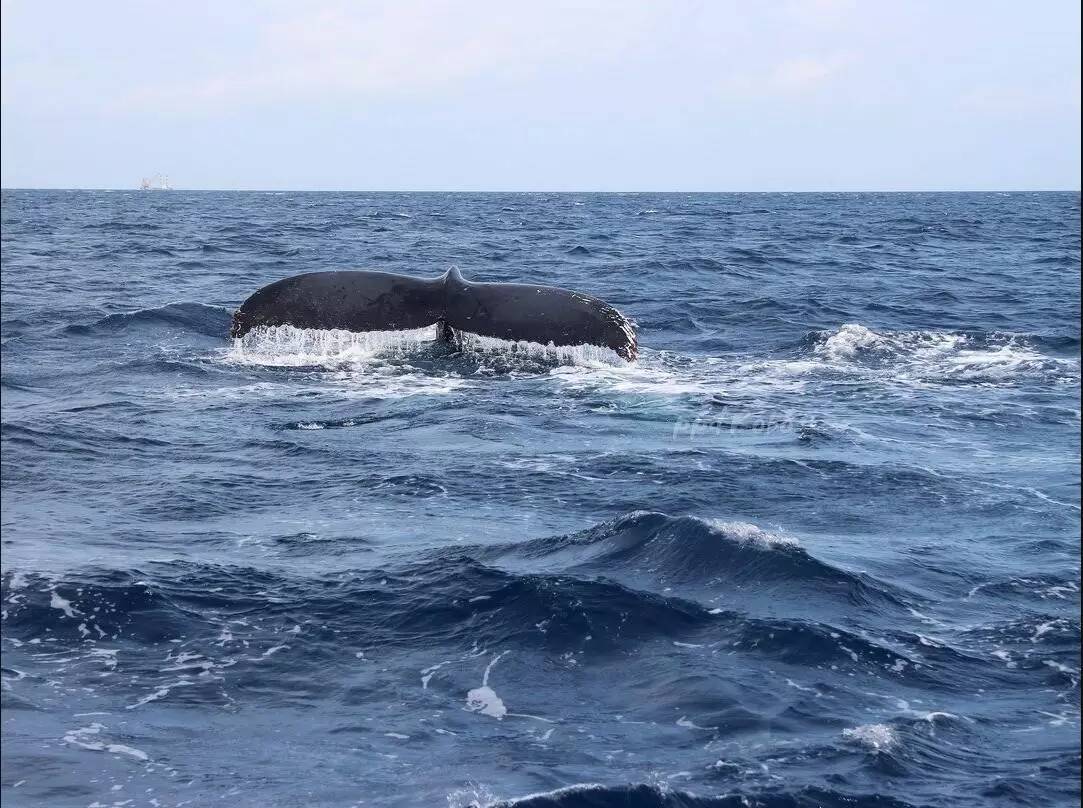 冲绳5天4晚丨出海观鲸,玩转亚洲超美水族馆 海底玻璃船,不一样的亲子