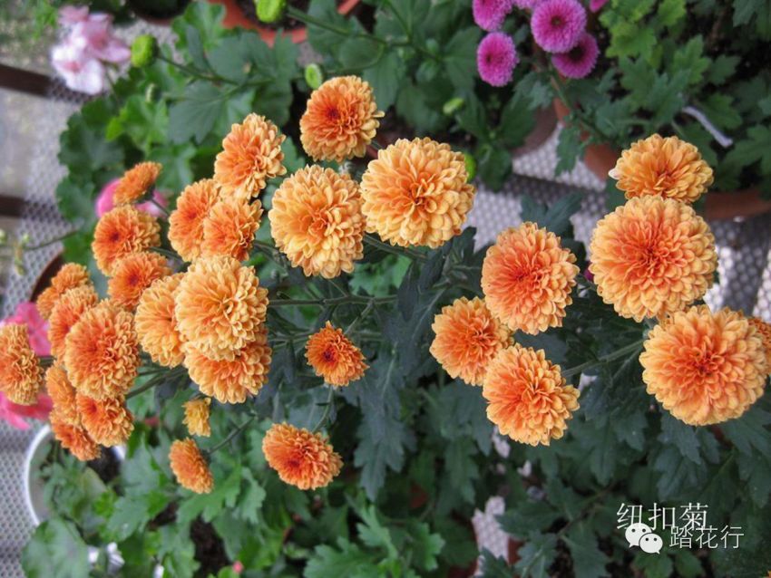 漂亮又好养的夏菊小米菊,品种一年更比一年多