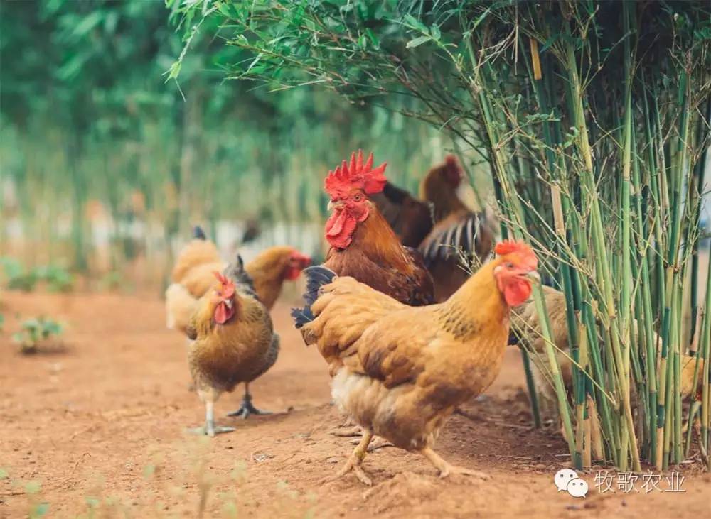 牧歌告訴你 如何快速分辨生態散養雞與籠養飼料雞