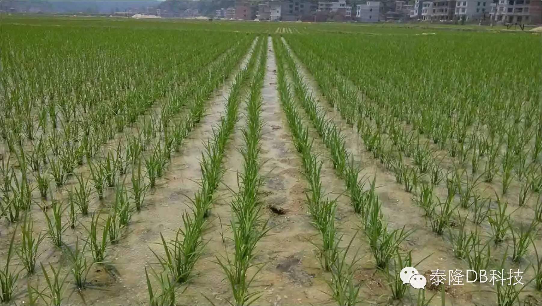 薄水分櫱,苗夠曬田,寸水促穗,溼潤壯籽