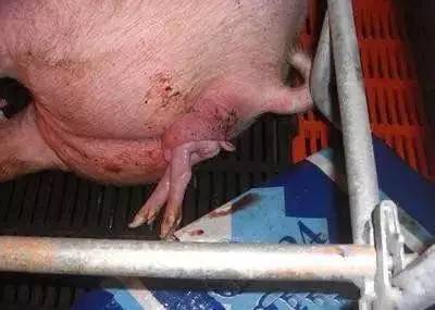母猪难产死亡图片