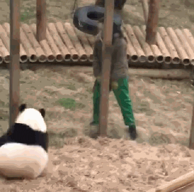 熊猫翻滚的动图图片