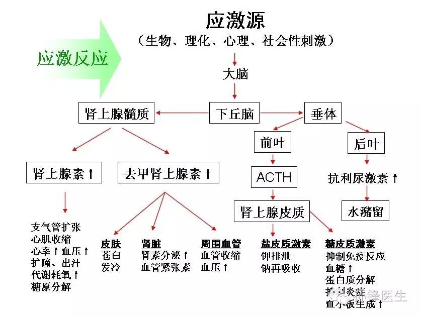 原创掀开应激性溃疡的神秘面纱