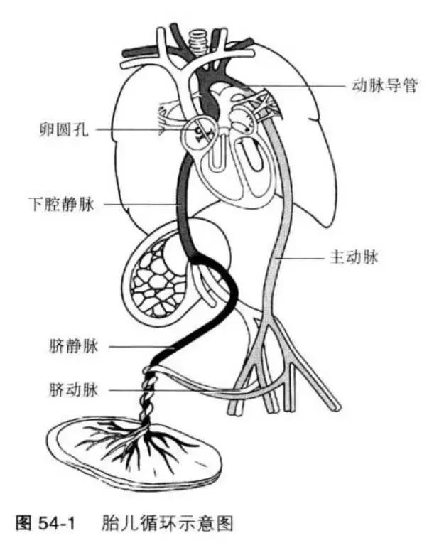 血液循环状态,与其他脏器没有差别,因此,胎儿实际上只有一套循环系统