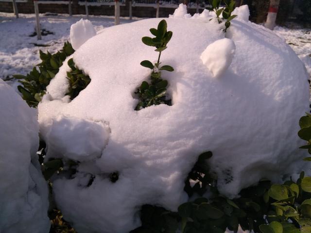 大雪后奇葩雪猪亮相大郑州猪都被玩儿坏了