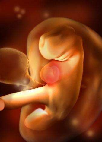 胎儿5周大小图片图片