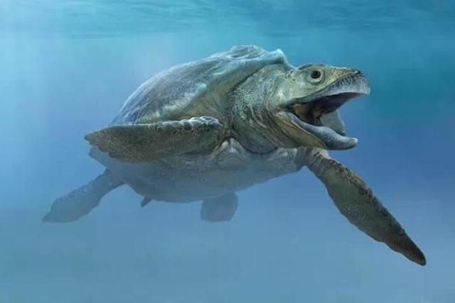史上最大乌龟有多大把它的壳扒下来就是一套房子