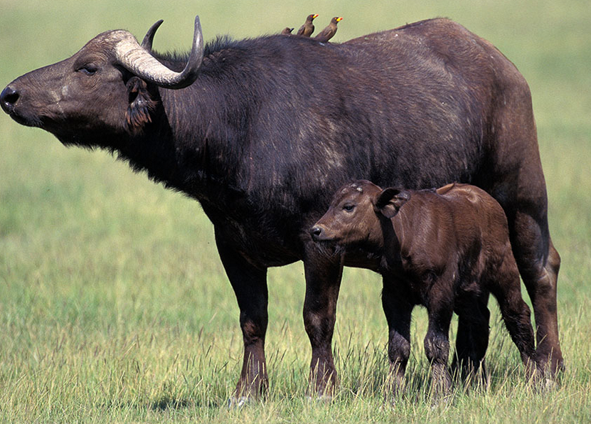 非洲水牛和印度野牛图片
