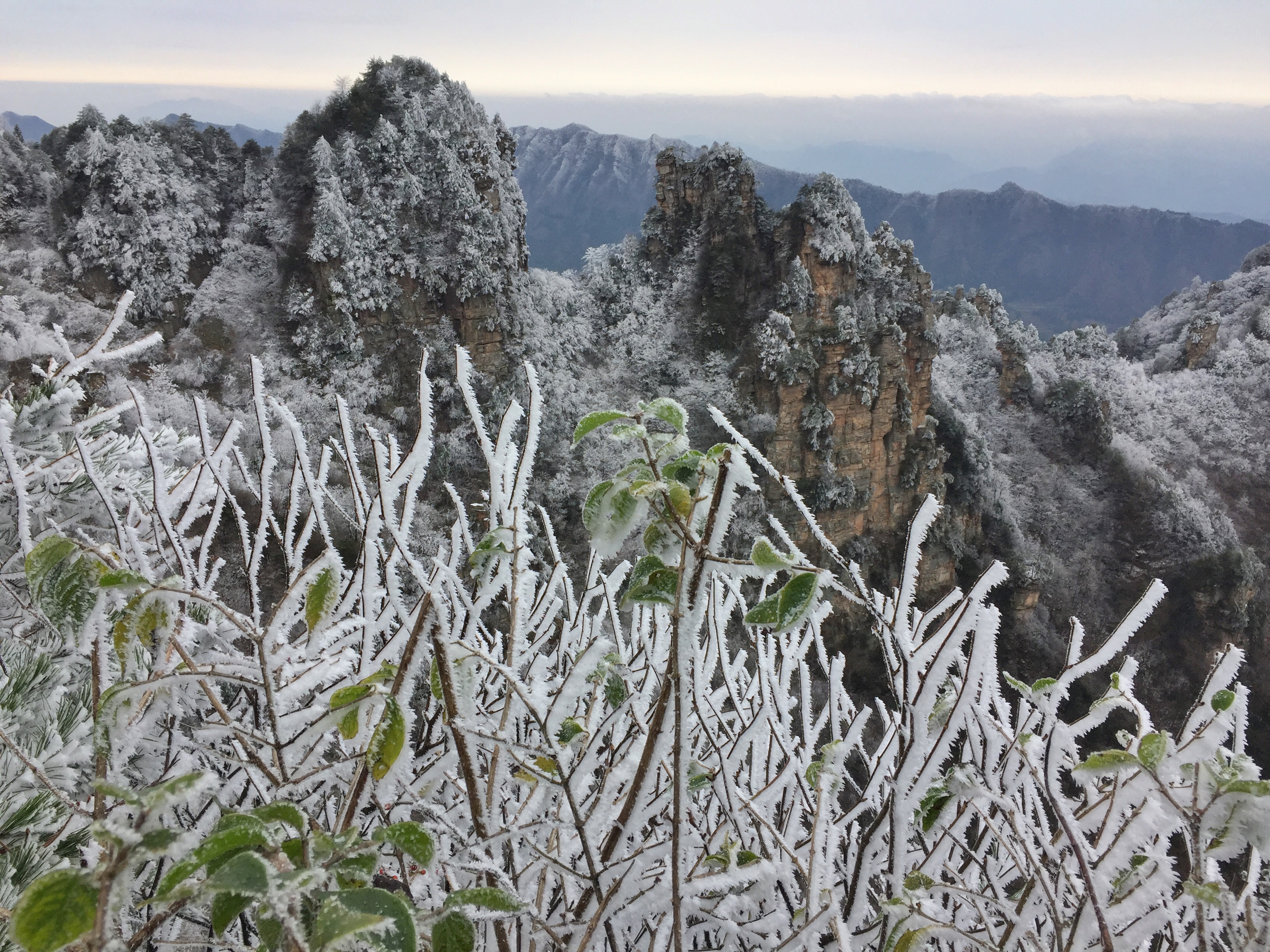 漫山遍野的雾凇凝结成晶莹剔透的冰挂,缀满树枝,结成了各式各样美丽的