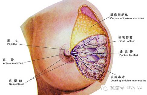 羟苯甲酯诱发乳腺癌图片