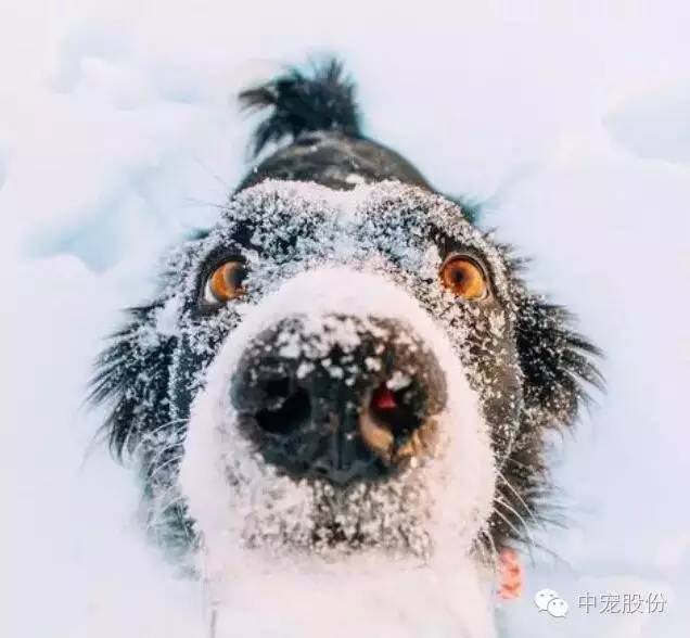 下雪天,看好你家控制不住自己的狗狗