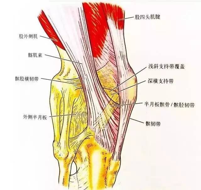 膝关节解剖膝关节的四面观