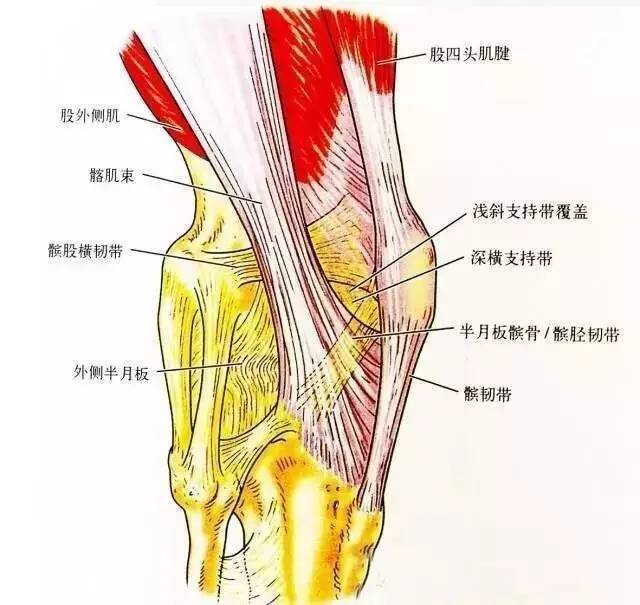 膝关节背侧面观解剖图图片