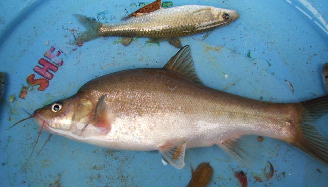 江西鄱阳湖鱼品种图片图片
