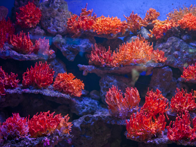 珊瑚三大种类图片