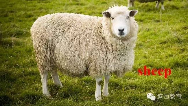 绵羊用英语怎么说图片