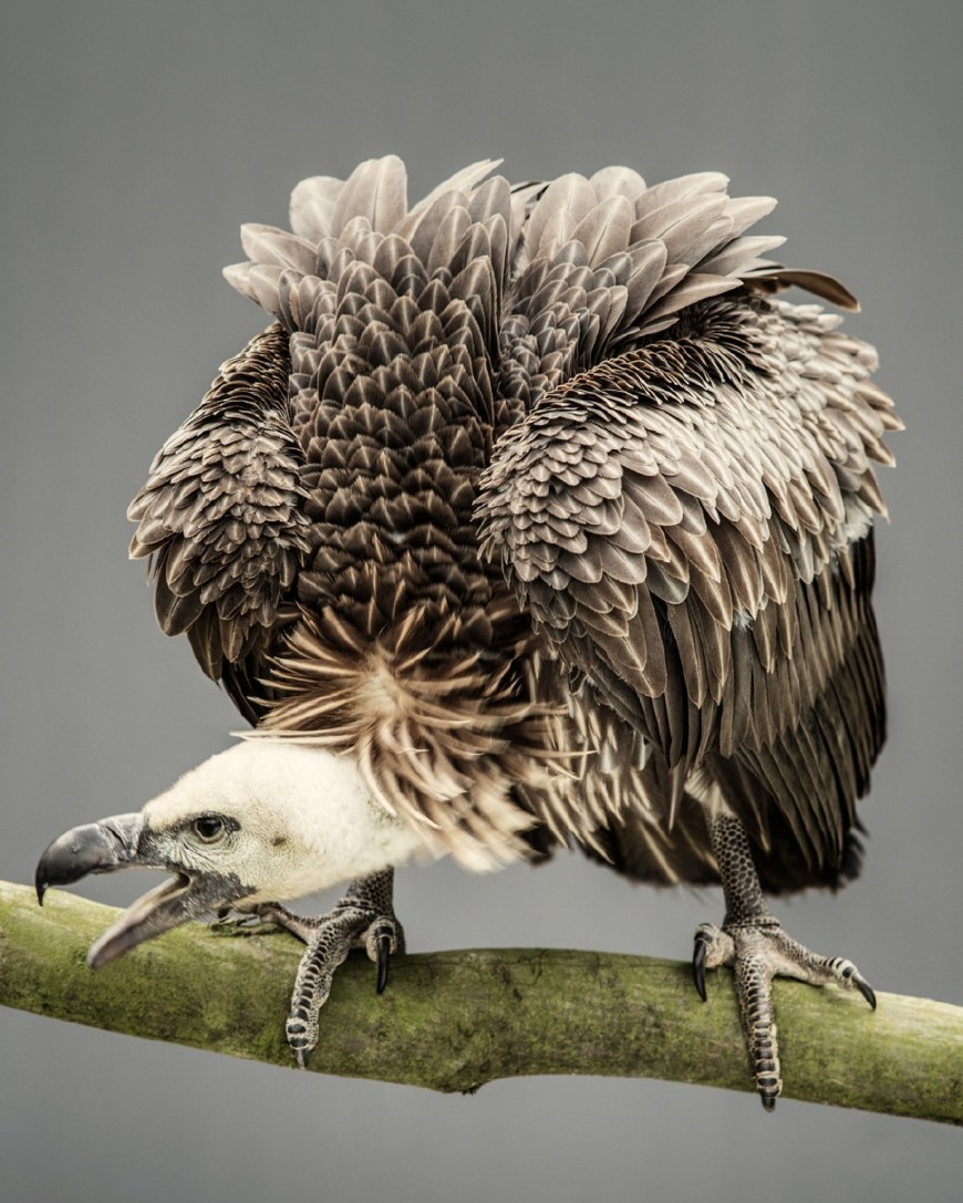 世界上寿命最长的鸟类,它最高可活到七十岁