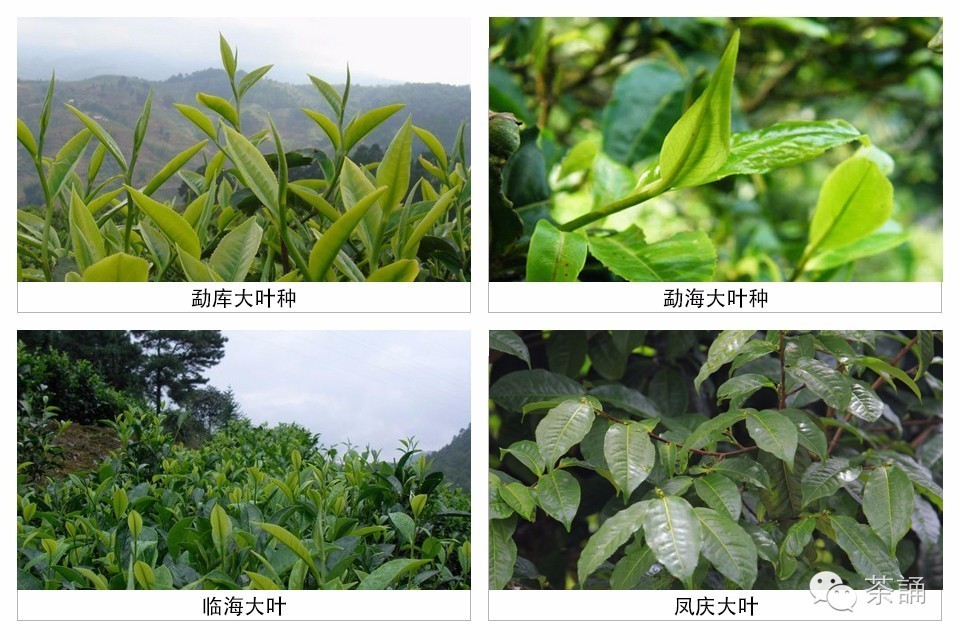 茶树树种分类图片