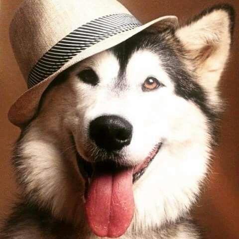 狗戴着帽子的头像图片