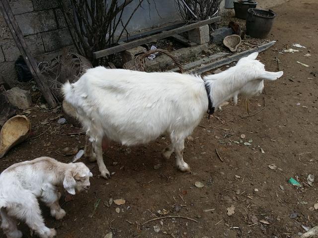 母羊生三只羊羔,奶水不够小家伙吃,找羊姨借奶吃