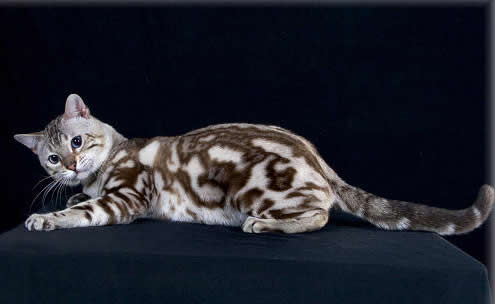 孟加拉雪豹猫纯白图片