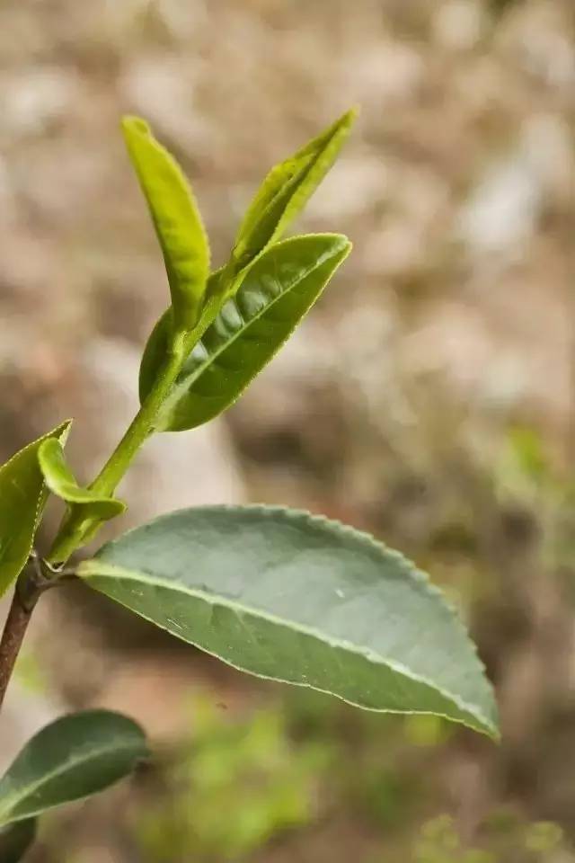 水金龟茶树图片