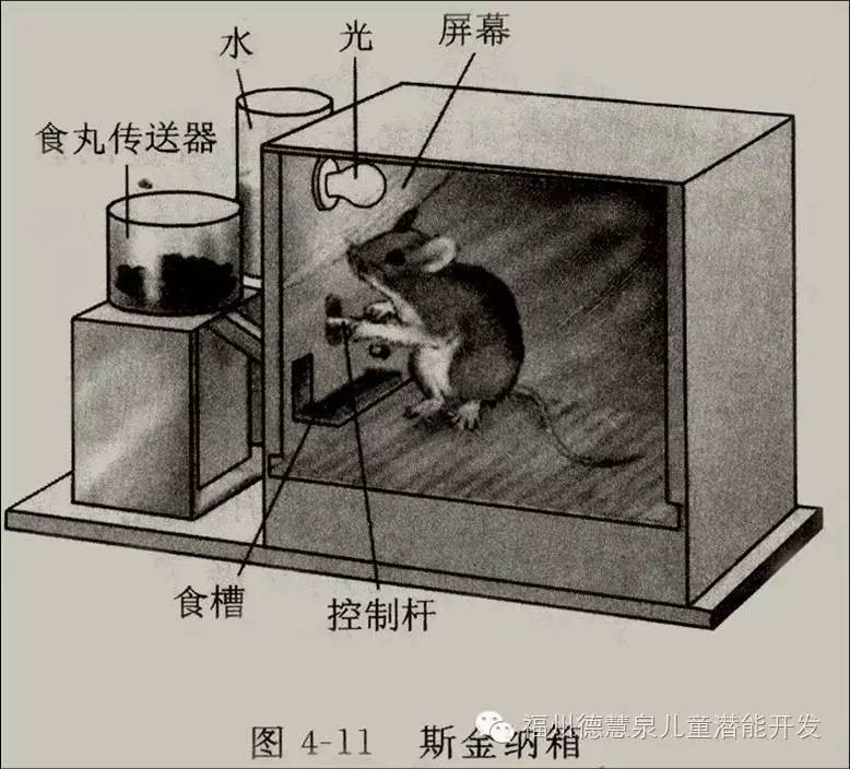 斯金纳箱人类学习的秘密送给为孩子学习做作业发愁的家长