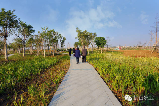 你一定喜歡的12個佛山溼地公園曬太陽舒服騎行