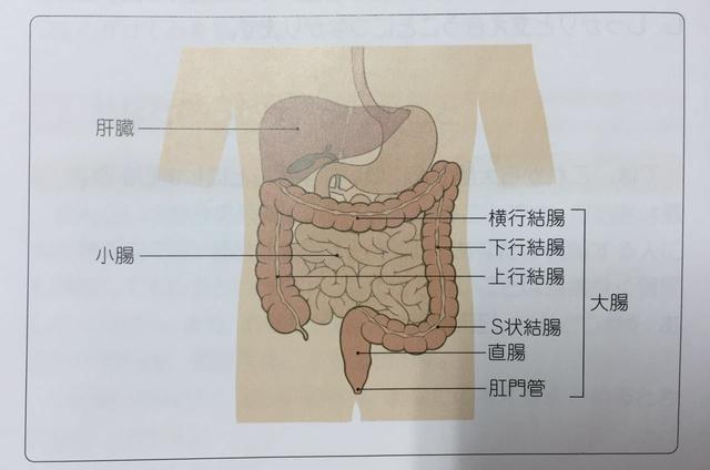 肠子在什么位置图片
