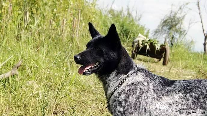 国犬崛起,一条霸气的极品黑白花斑田园犬 !