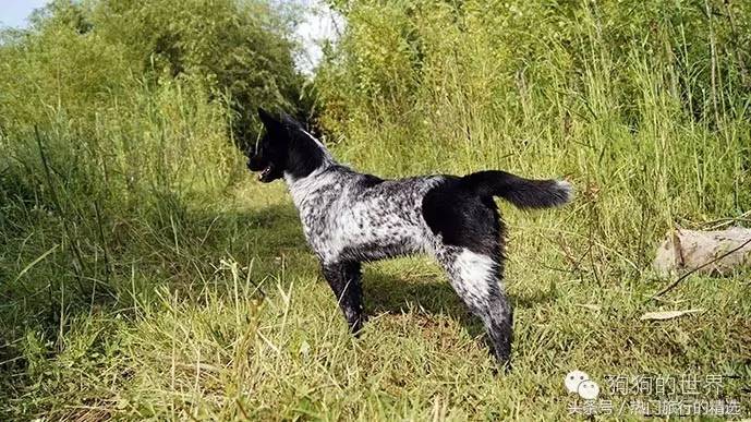 国犬崛起,一条霸气的极品黑白花斑田园犬 !