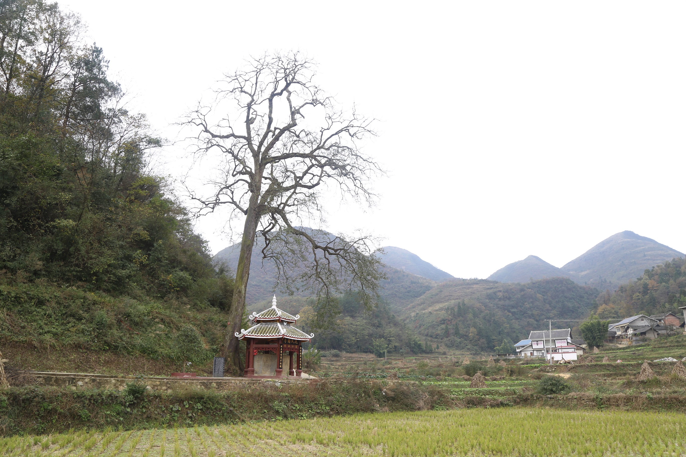 当地林业站站长朱佑军肯定地说,这不是檬梓树,他曾带领区,市林业专家