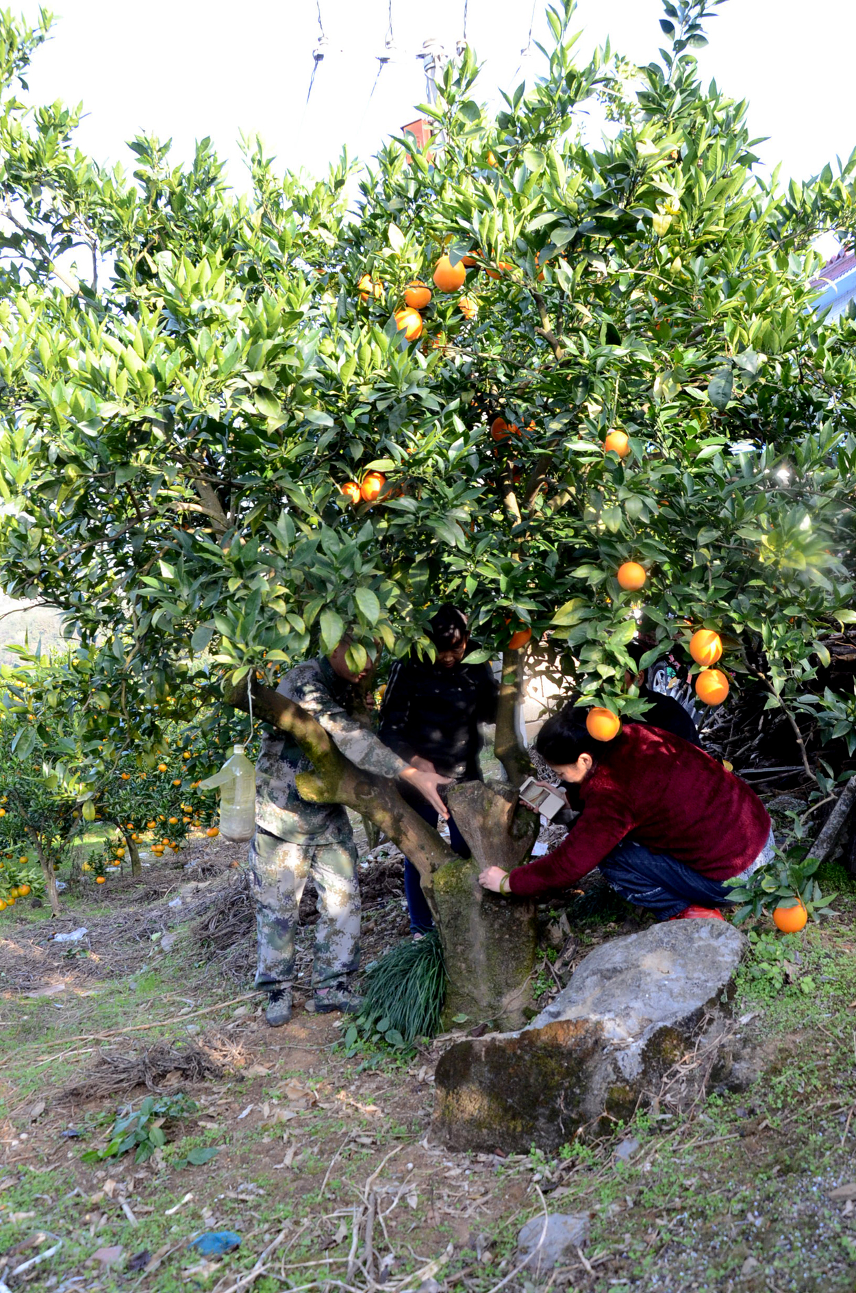 找到一个柑橘的活祖宗,罕见百年柑橘树现清江